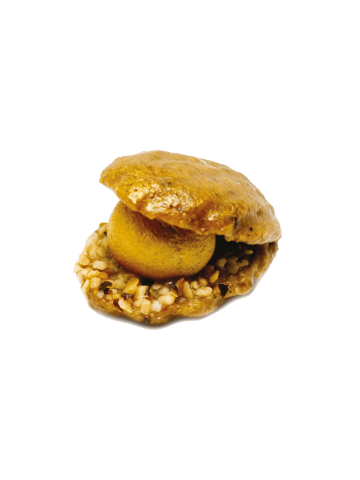 Coquille Noisette